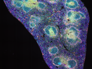 Mouse spleen stained with StreptaClick HRP 8-color, imaged with SpectraSplit 10 optical filter sets